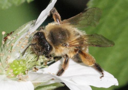 Réf. 323 173 : Andrena nigroaenea